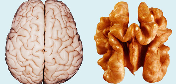 Model of a human brain